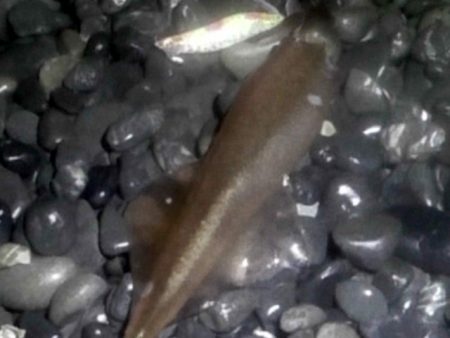 ヤリイカ襲来！